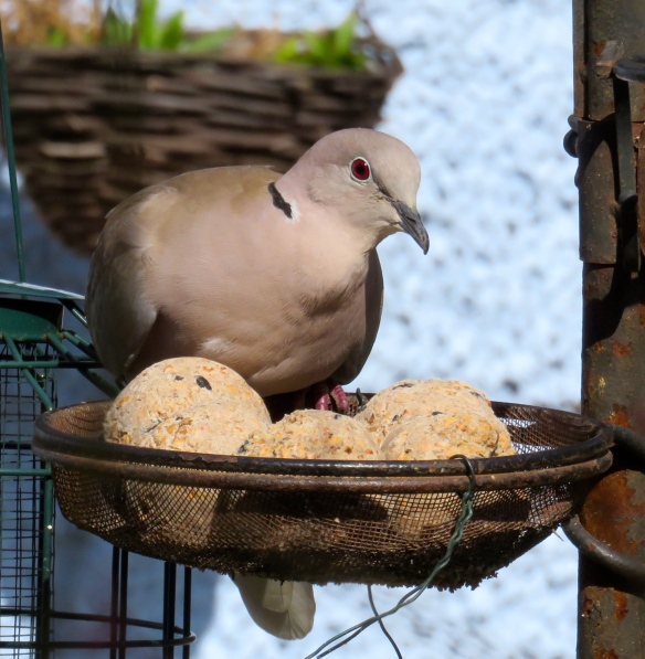 Dove and suet balls