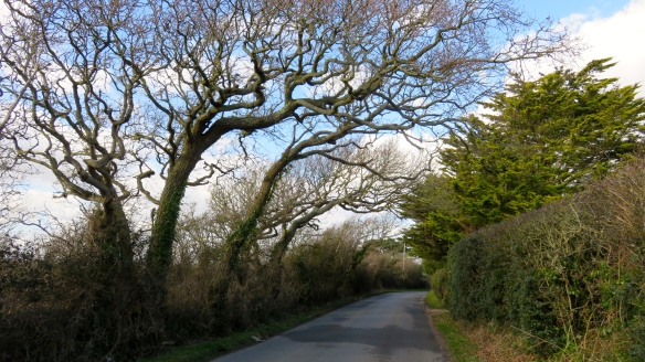 Downton Lane oaks
