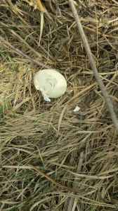 Duck egg (hatched)