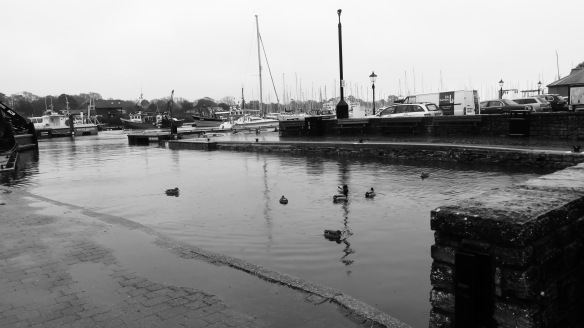 Ducks at quayside