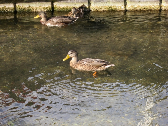 Ducks, Stockbridge 9.12