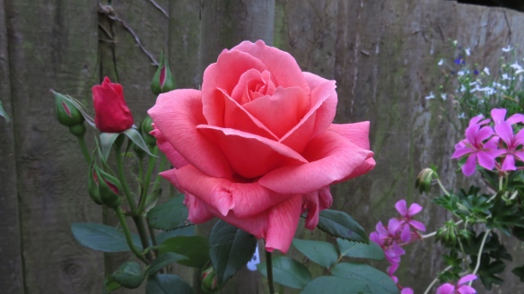 Elizabeth's rose