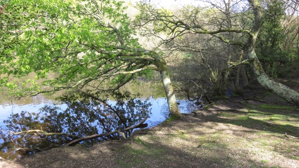 Eyeworth Pond