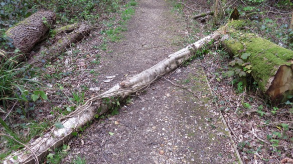Fallen birch