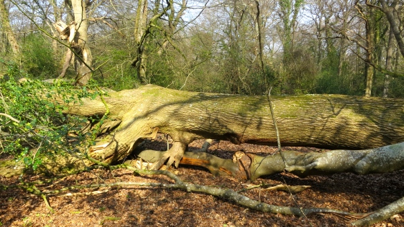 Fallen tree blocking path