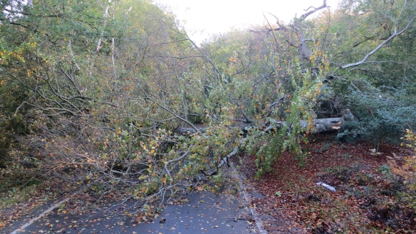 Fallen tree in Seamans Lane