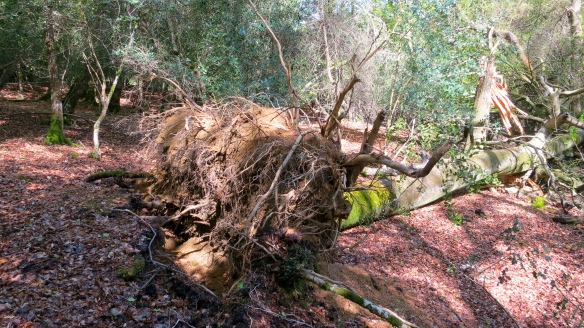 Fallen tree roots