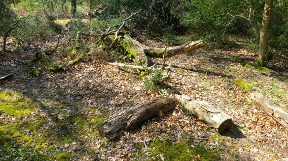 Fallen trees (2)