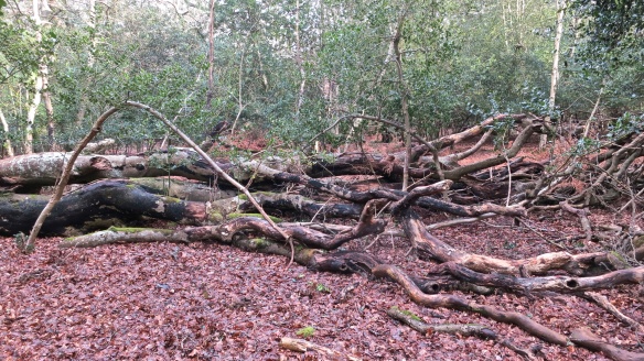 Fallen trees across path