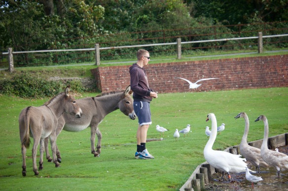 Feeding birds and donkeys 2