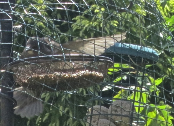Female blackbird on feeder
