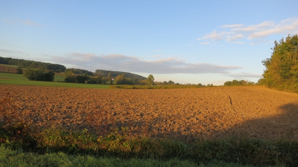 Field at dawn