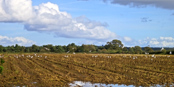 Field of gulls