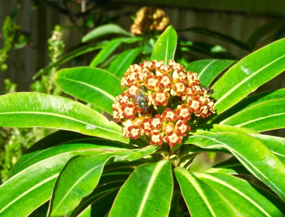 Flies on euphorbia