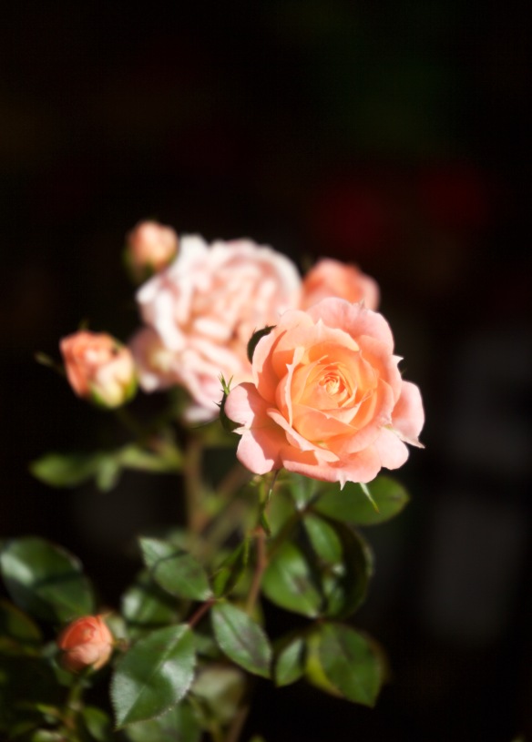 Rose Flower Power