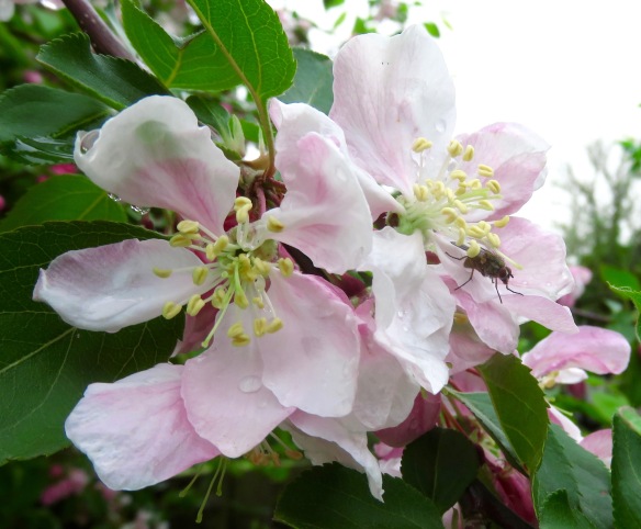 Fly and raindrops on crab apple blossom
