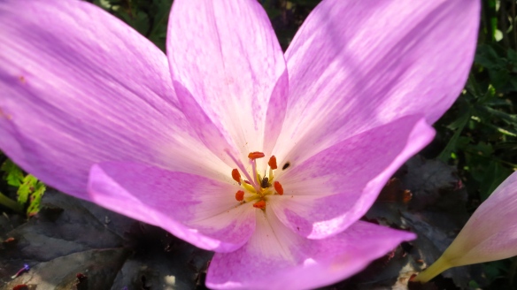 Fly in colchicum