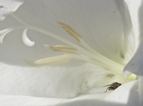 Fly in gladiolus