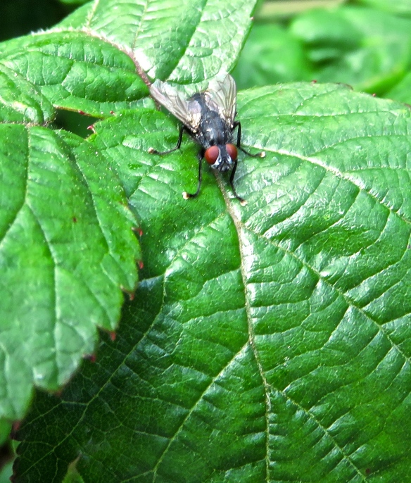 Fly on blaberry leaves