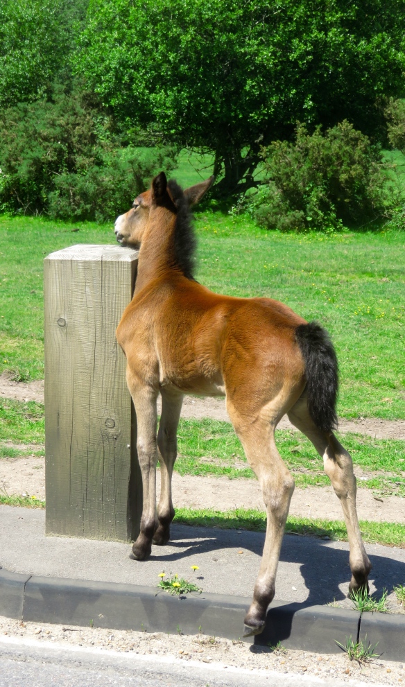 Foal 1