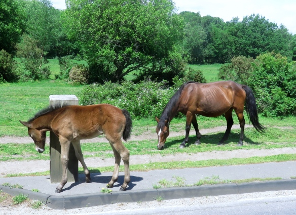 Foal and mother pony
