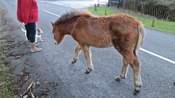 Foal and Scooby
