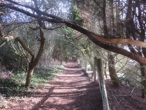 Footpath with fallen branch 2