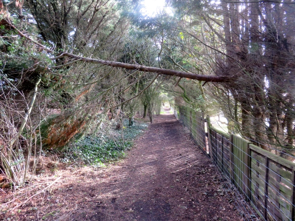 Footpath with fallen branch