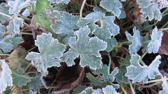 Frost on gernaium leaves