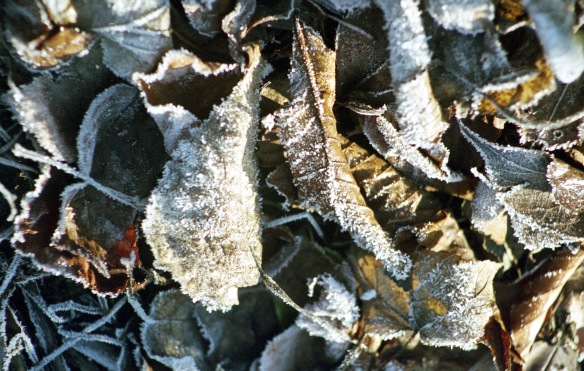 Frost on leaves 1