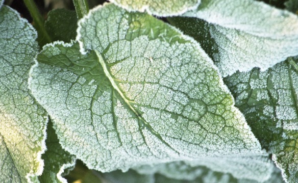 Frost on leaves 3