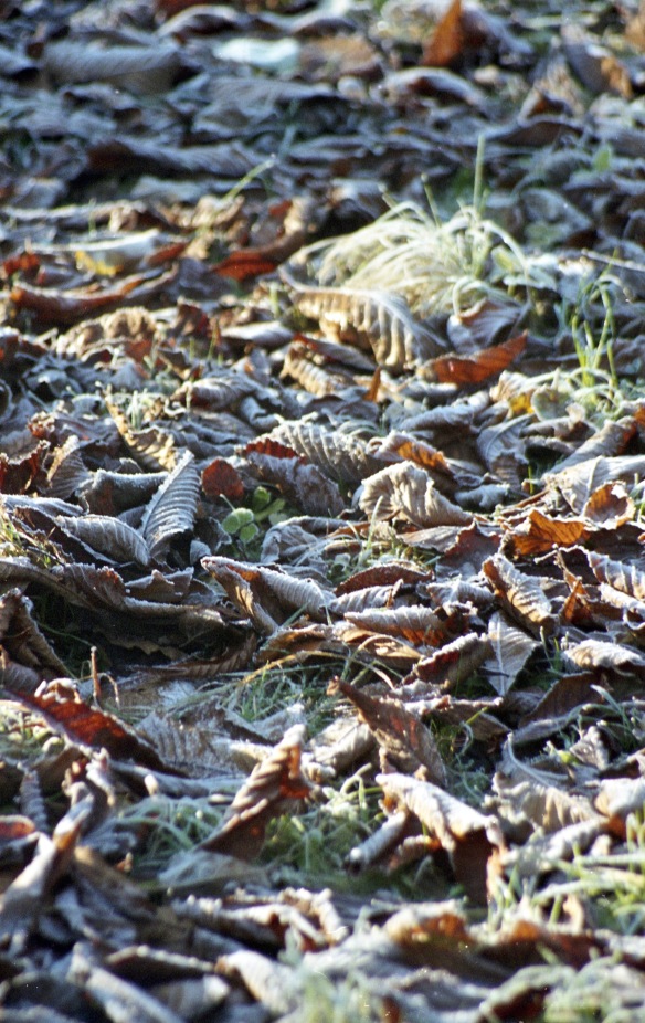 Frost on leaves 4