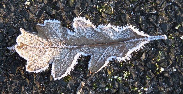 Frost on oak leaf