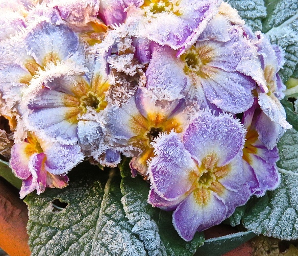 Frost on primulas