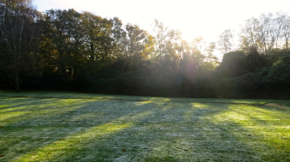Frosty lawn