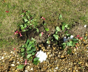 Fuchsia (broken stems)