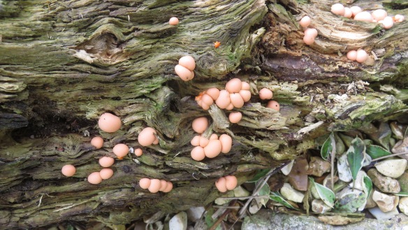 Fungus on dead tree root
