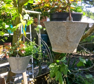 Galvanised buckets hanging