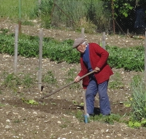 Gardener (1)