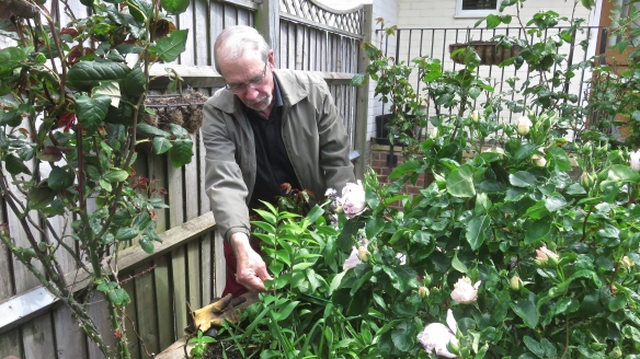 Gardener tending roses