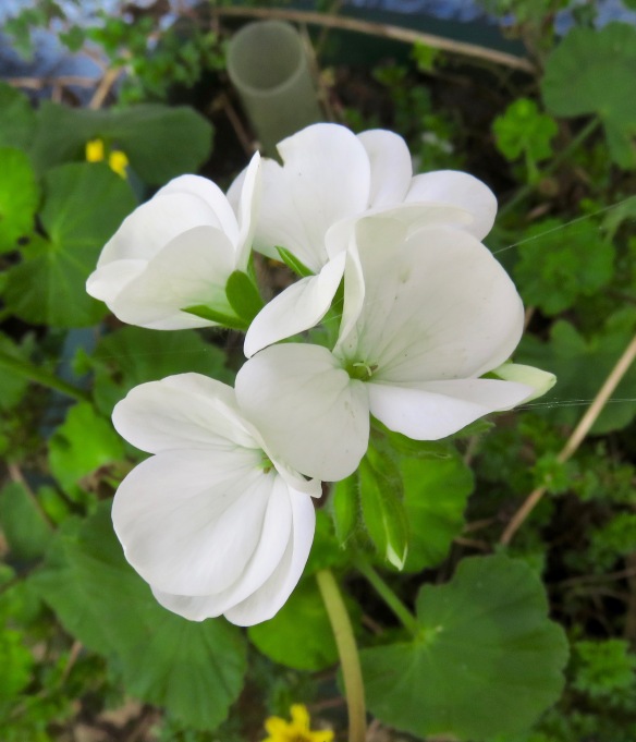 Geranium white