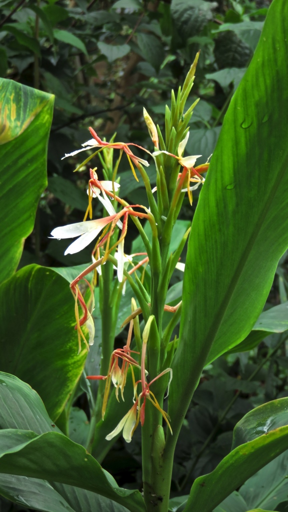 Ginger lily
