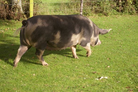Gloucester Old Spot pig 2