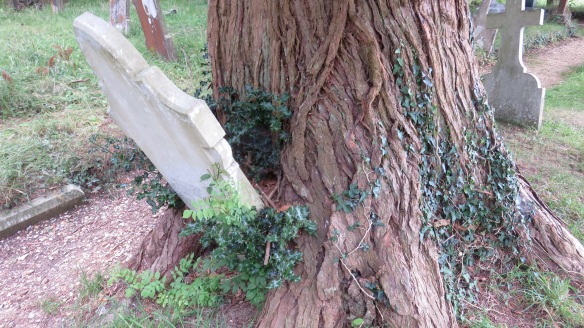 Gravestone in tree