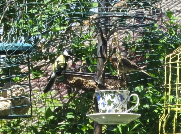 Great tit and robin on feeder