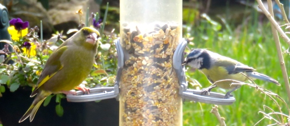 Greenfinch and blue tit 1
