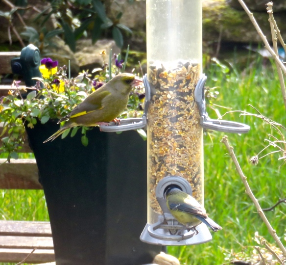 Greenfinch and blue tit 2