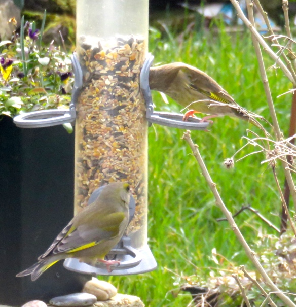 Greenfinches 2