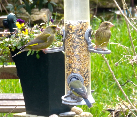Greenfinches and blue tit