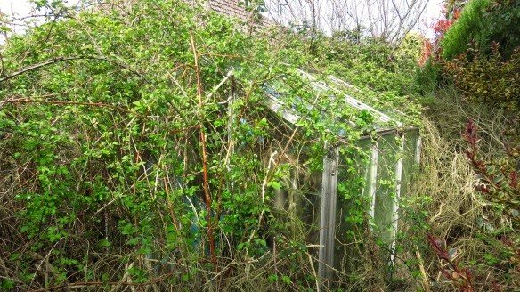 Greenhouse and brambles 1